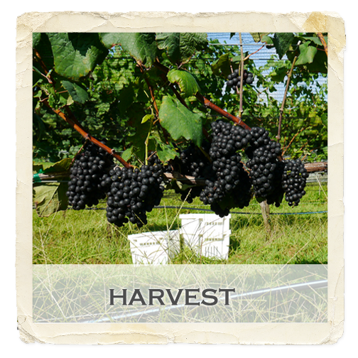 gallery-feature-harvest