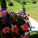 Flowers and vineyard.