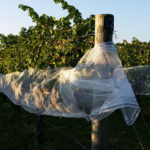 Grape vines with netting.