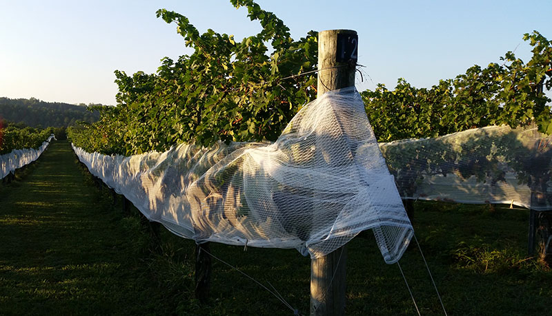 Grape vines with netting.