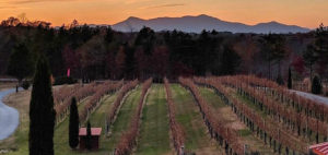 Mountains over vineyard.