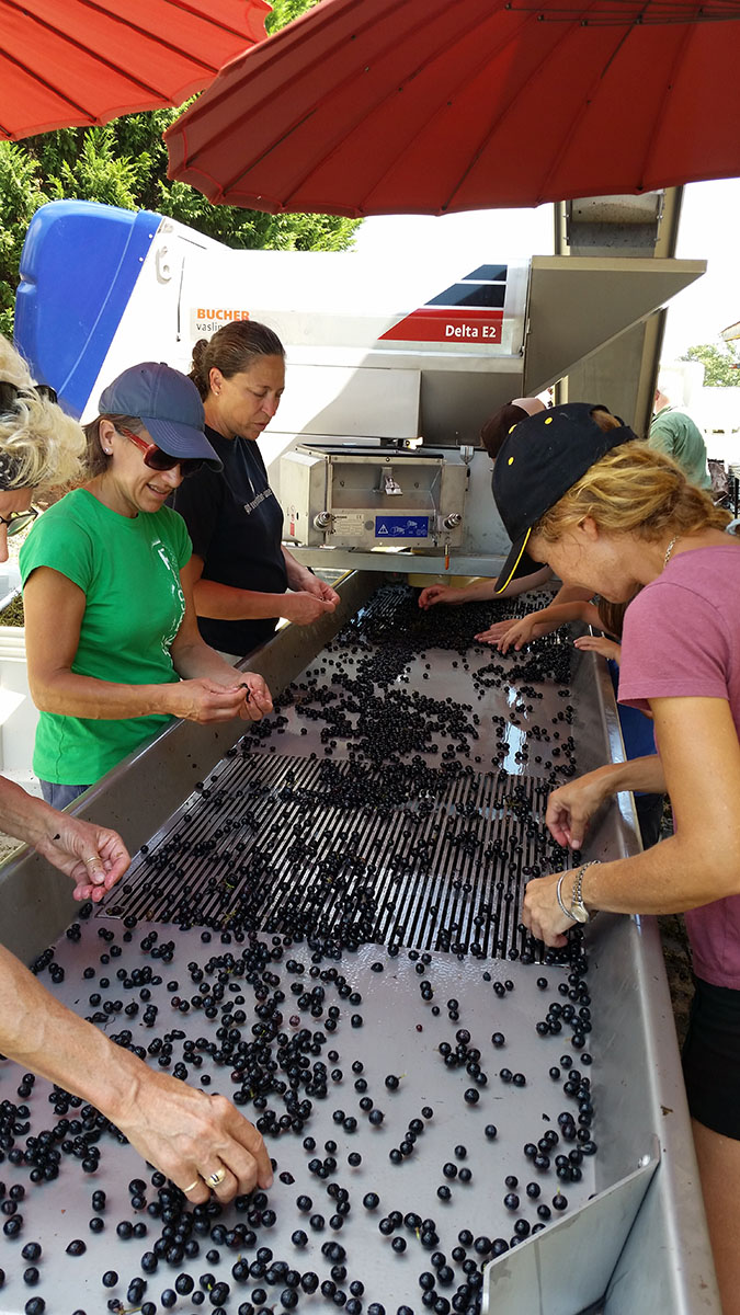 Hand-sorting the grapes.