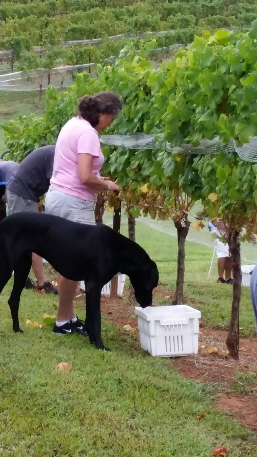 Harvesting grapes with help of dog.