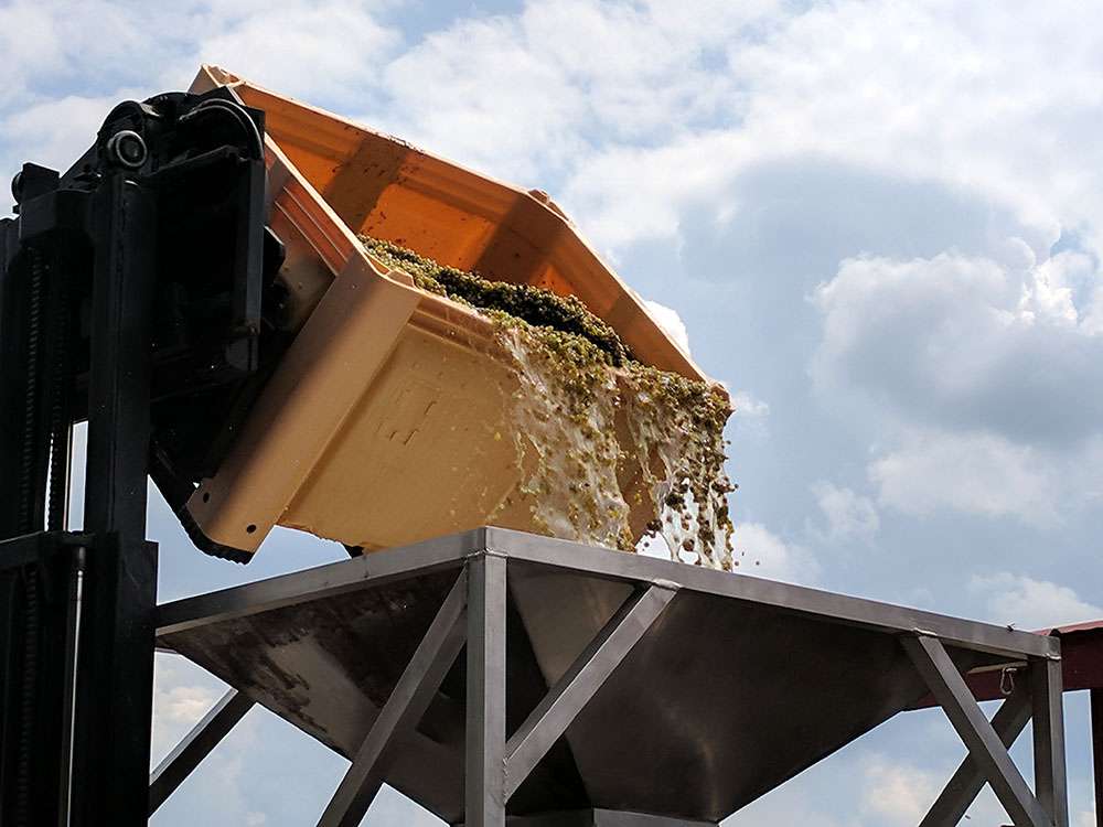Dumping grapes into the press.