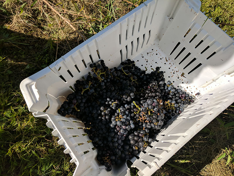 Grapes picked from vines.