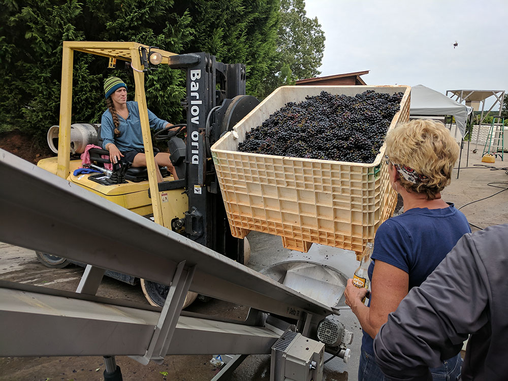 Crates of grapes being emptied into destemmer.