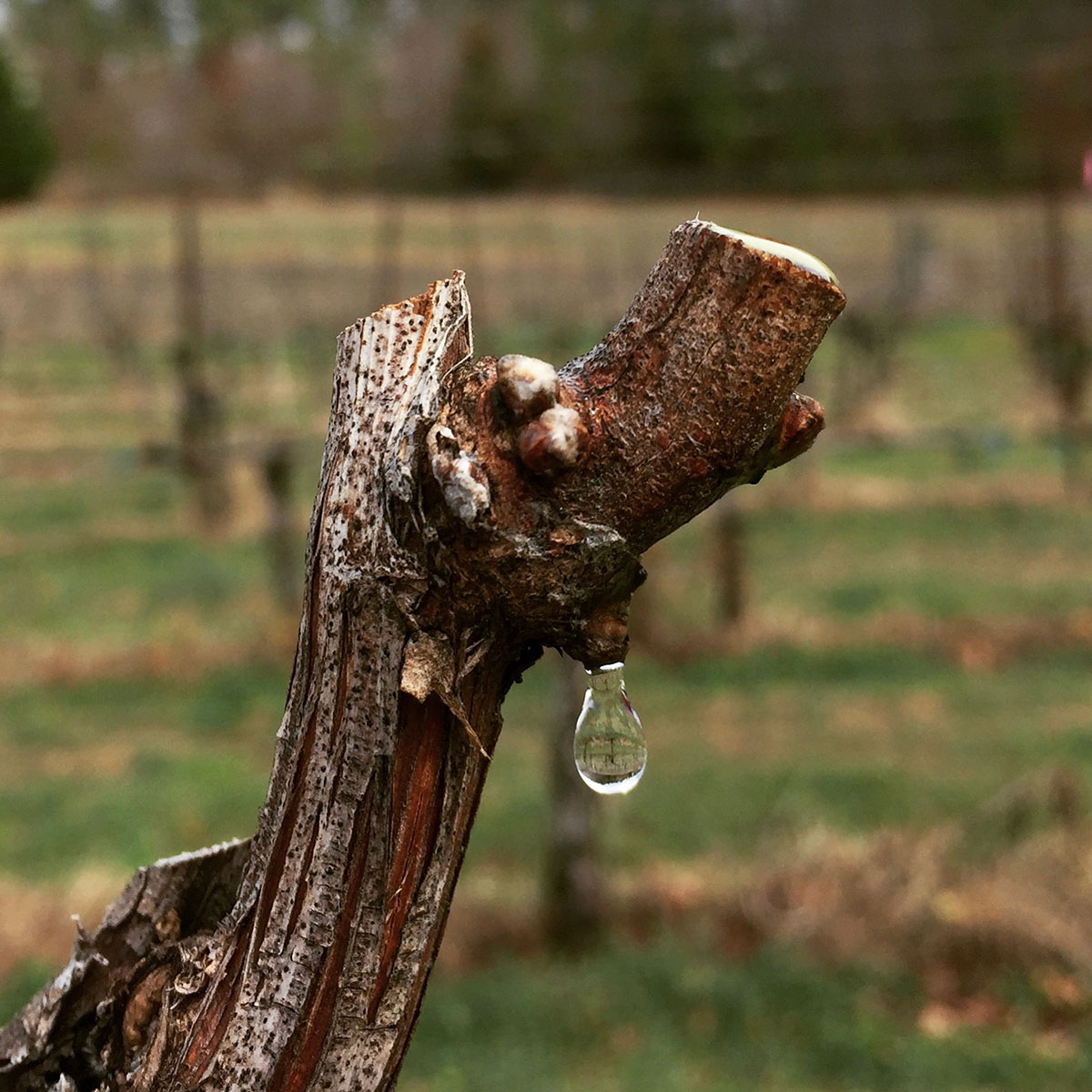 Pruned vine with drip of moisture.
