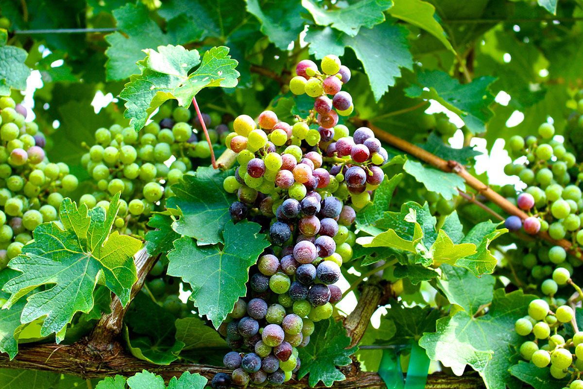 Grapes ripening and turning color.