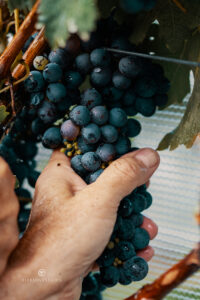 The start of a wonderful vintage